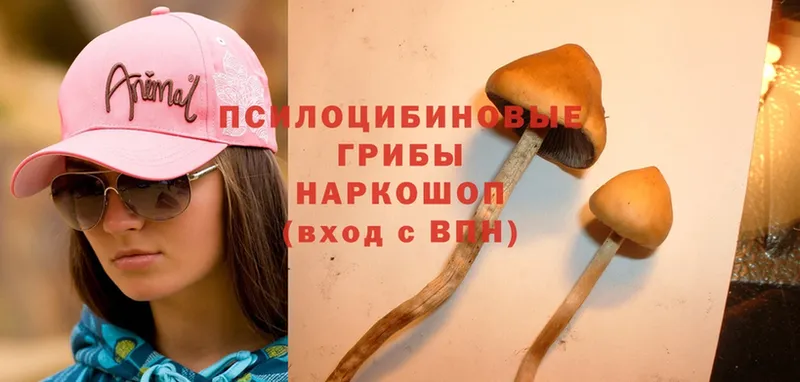 наркошоп  Губкинский  Галлюциногенные грибы MAGIC MUSHROOMS 